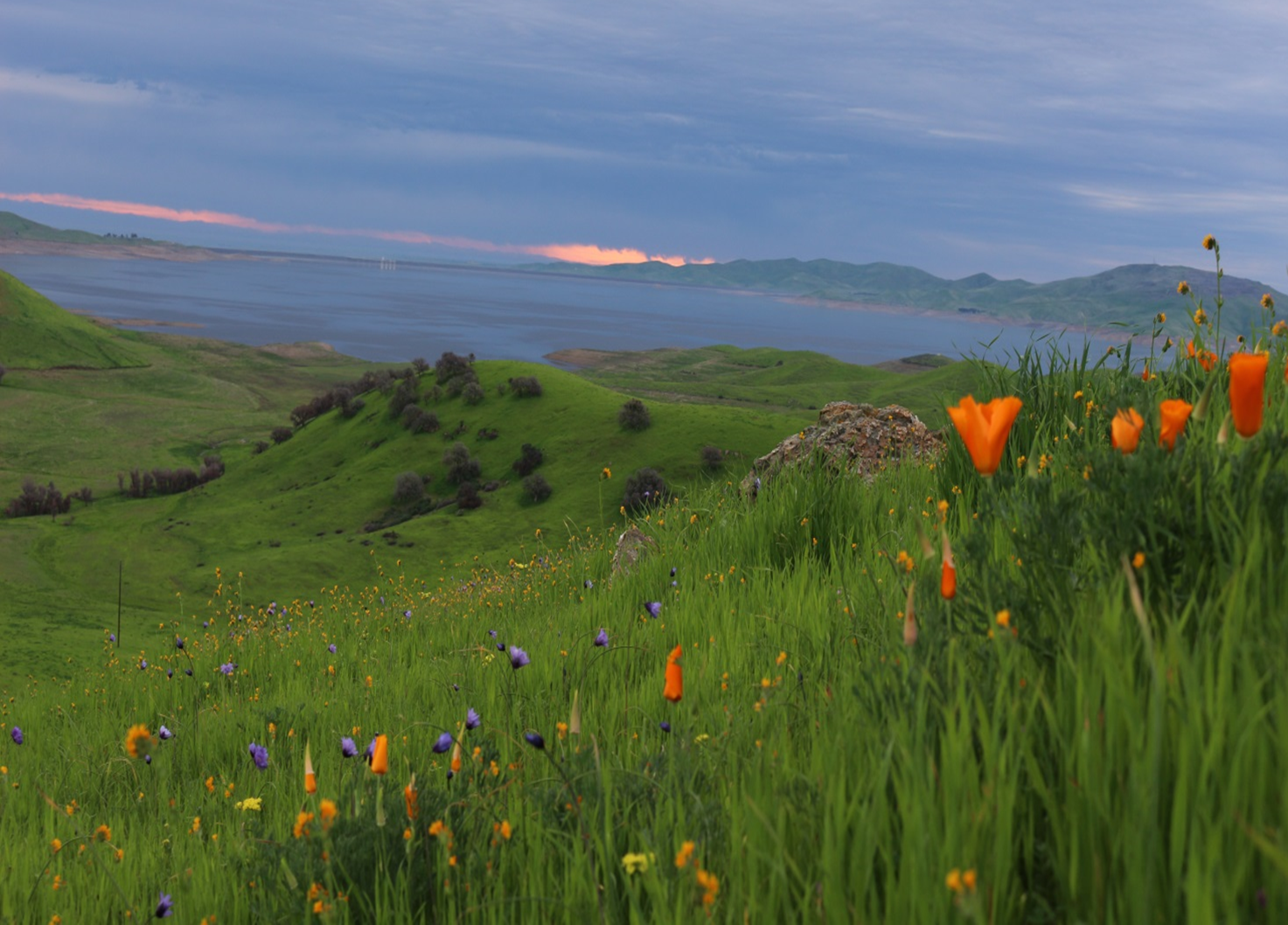 Wildflowers at Pacheco State Park